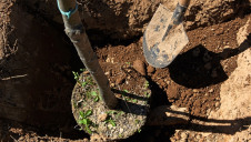The tree-planting campaign will be launched in partner cities around the world, including London, New York, Stockholm, Helsinki, Ankara and Barcelona